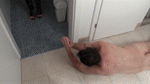 Humiliation 55 adult porn video
